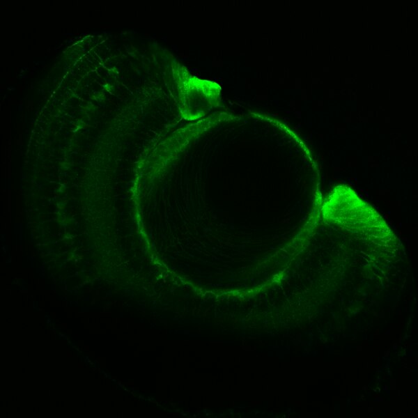 Xenopus laevis eye (stage 45) stained with CPTC-YAP1-1, showing staining in ciliary marginal zone and Müller glia. Image by Lennart Gollenbeck, in the D. Schmucker lab, during CSHL Xenopus course